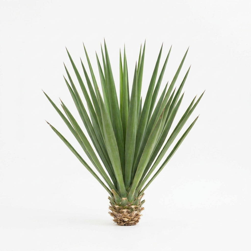 Yucca Schidigera